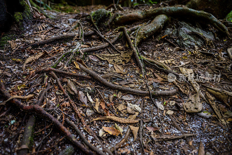 巴西米纳斯吉拉斯州 Serra da Mantiqueira 的根和叶